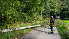 Umgestürzter Baum beschädigt Telefonleitung in Eickstüve